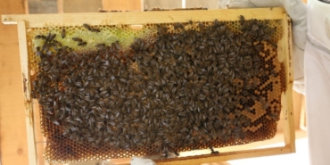 artvinde-bal-fiyatlari-belli-oldu