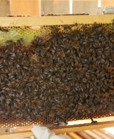 artvinde-bal-fiyatlari-belli-oldu