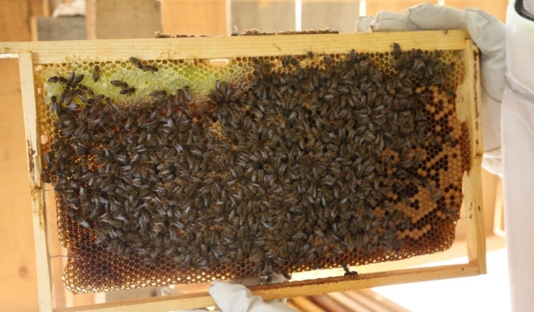artvinde-bal-fiyatlari-belli-oldu
