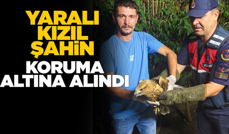 Sinop’ta yaralı kızıl şahin jandarmaya sığındı