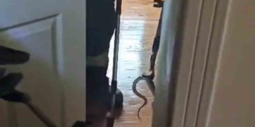 eve-giren-yilan-itfaiye-ekiplerince-yakalandi