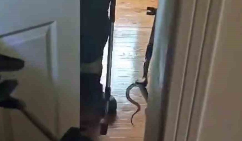 eve-giren-yilan-itfaiye-ekiplerince-yakalandi