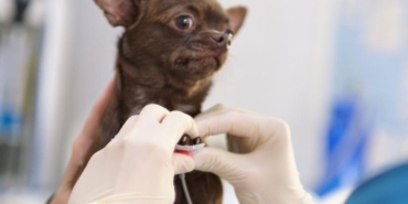 kedi-kopek-kalp-doktoru-kardiyolog-veteriner