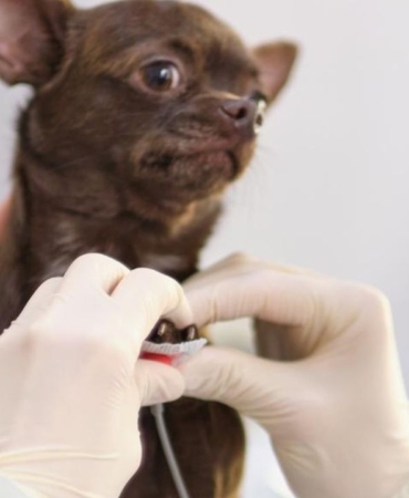 kedi-kopek-kalp-doktoru-kardiyolog-veteriner