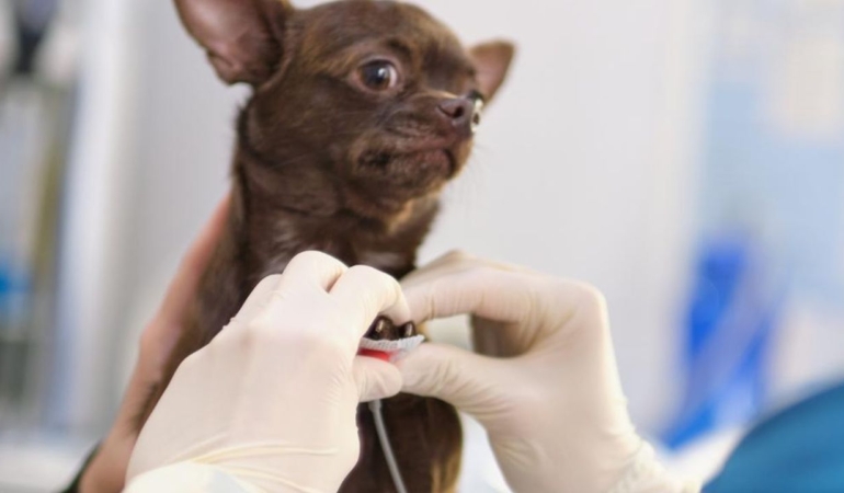 Kedi ve Köpeklerde Kalp Sağlığı: Bir Veteriner Kardiyolog Neden Önemlidir?