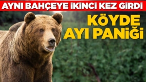ko-ki