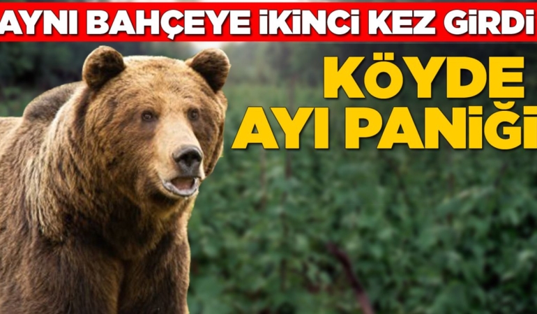 Aç kalan ayı bahçeye zarar verdi
