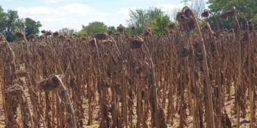 kuraklik-aycicegi-rekoltesini-vurdu