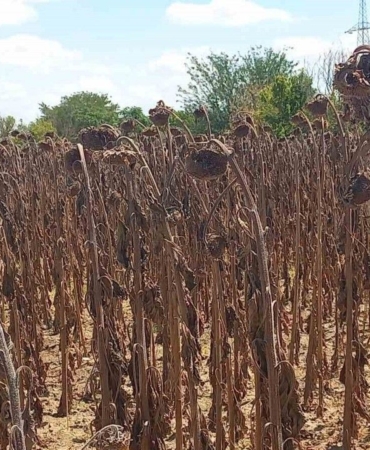 kuraklik-aycicegi-rekoltesini-vurdu