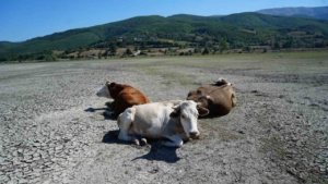 kuruyan-golde-inekler-otluyor