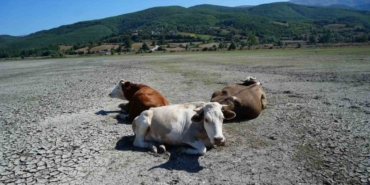 kuruyan-golde-inekler-otluyor