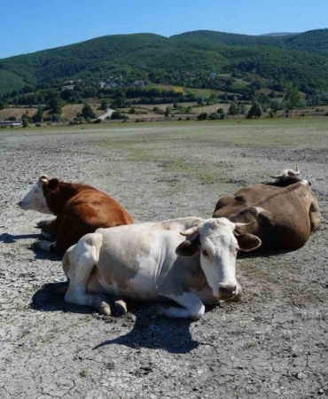 kuruyan-golde-inekler-otluyor