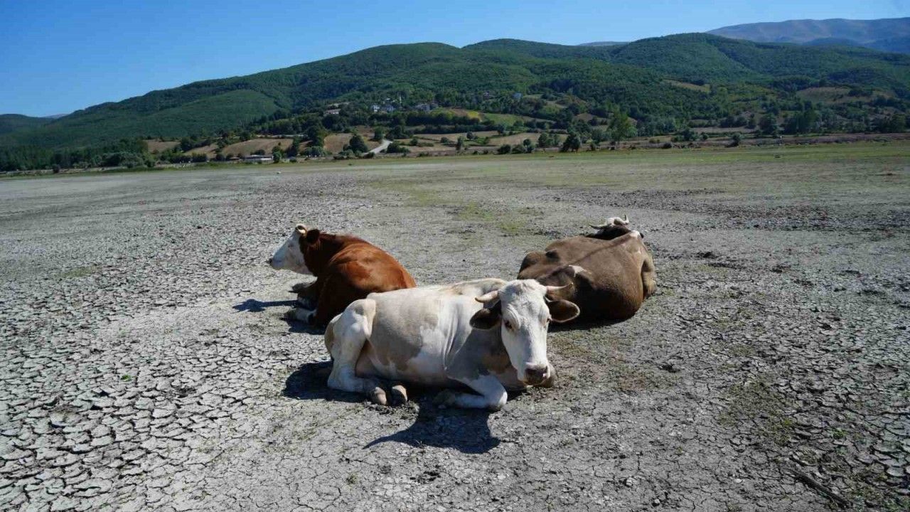 kuruyan-golde-inekler-otluyor