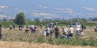patates-tarlasindaki-urunleri-ucretsiz-dagitti