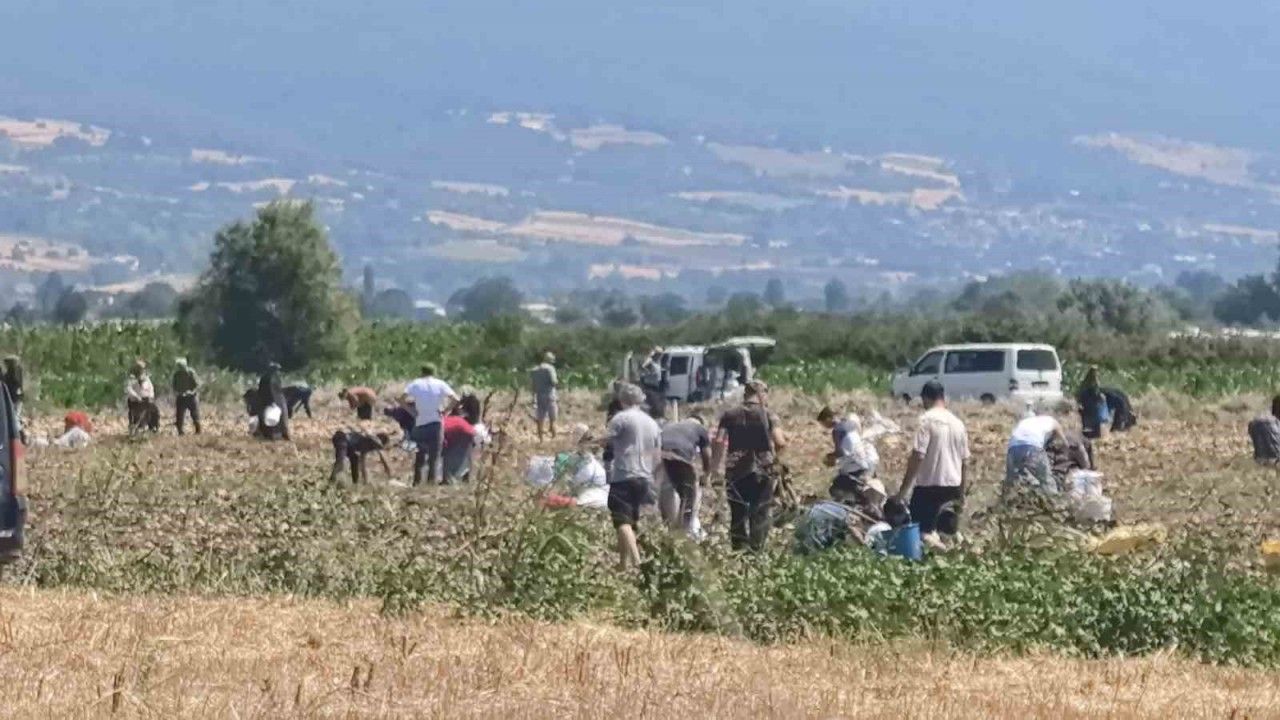 patates-tarlasindaki-urunleri-ucretsiz-dagitti