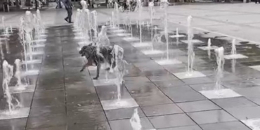 sicaklardan-bunalan-kopek-careyi-sus-fiskiyesinde-buldu