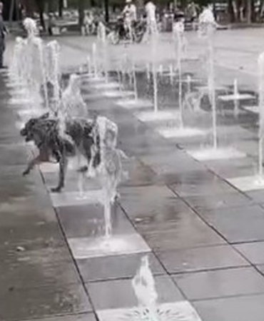 sicaklardan-bunalan-kopek-careyi-sus-fiskiyesinde-buldu