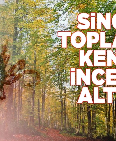 sinopkene