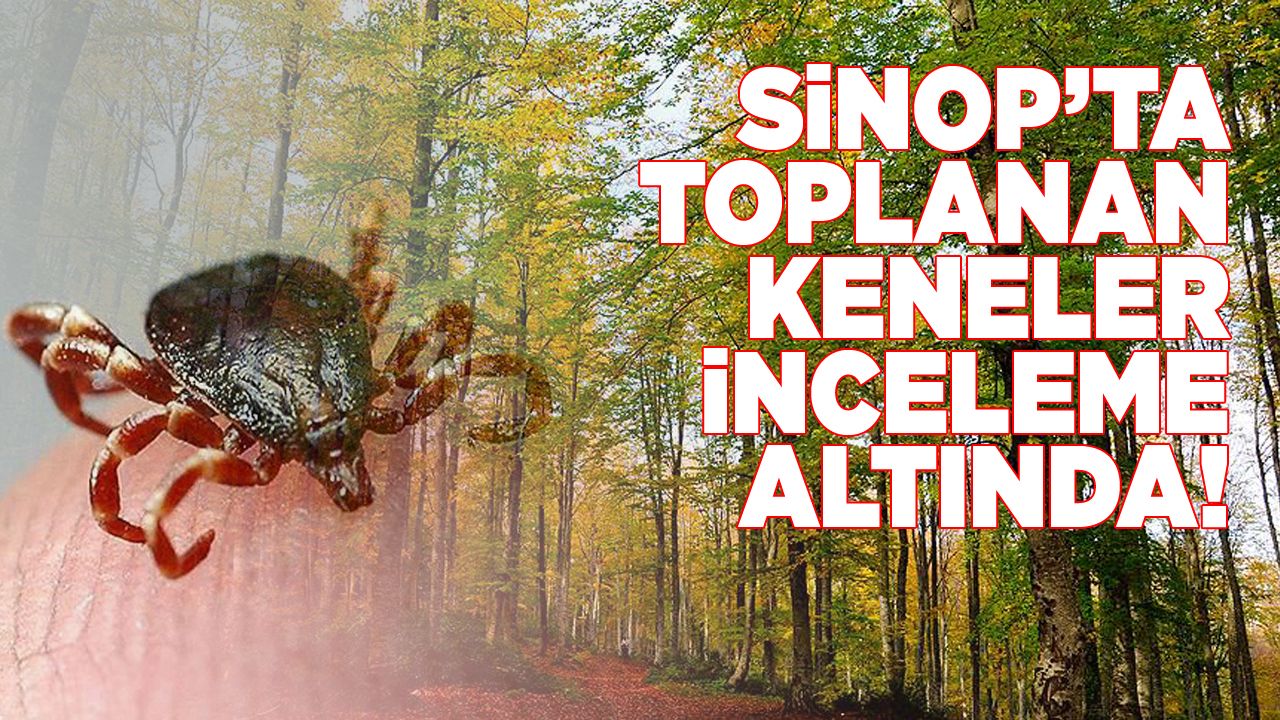 sinopkene