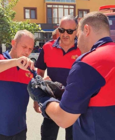 sinopta-catidaki-aglara-takilan-guvercini-itfaiye-kurtardi