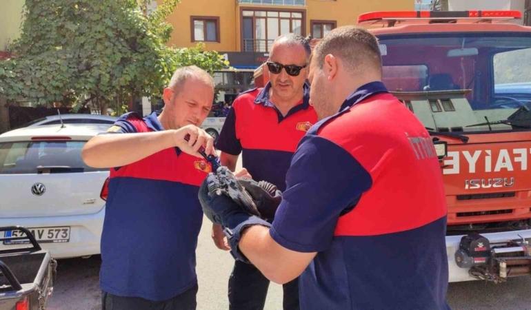 Sinop’ta çatıdaki ağlara takılan güvercini itfaiye kurtardı
