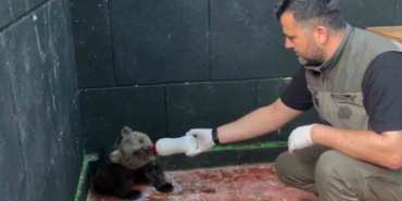 sinopta-kurtarilan-yavru-ayi-yeni-yuvasina-ugurlandi