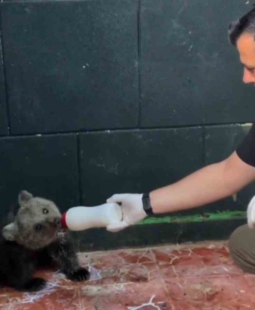 sinopta-kurtarilan-yavru-ayi-yeni-yuvasina-ugurlandi