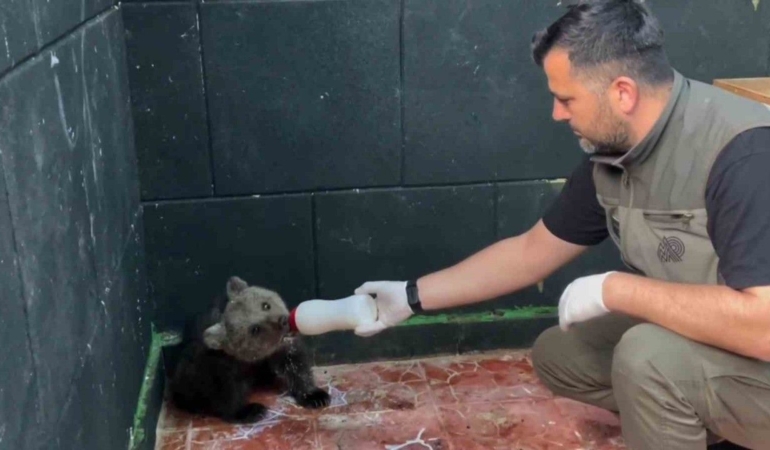Sinop’ta kurtarılan yavru ayı, yeni yuvasına uğurlandı