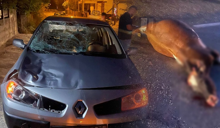 Otomobilin çarptığı inek telef oldu