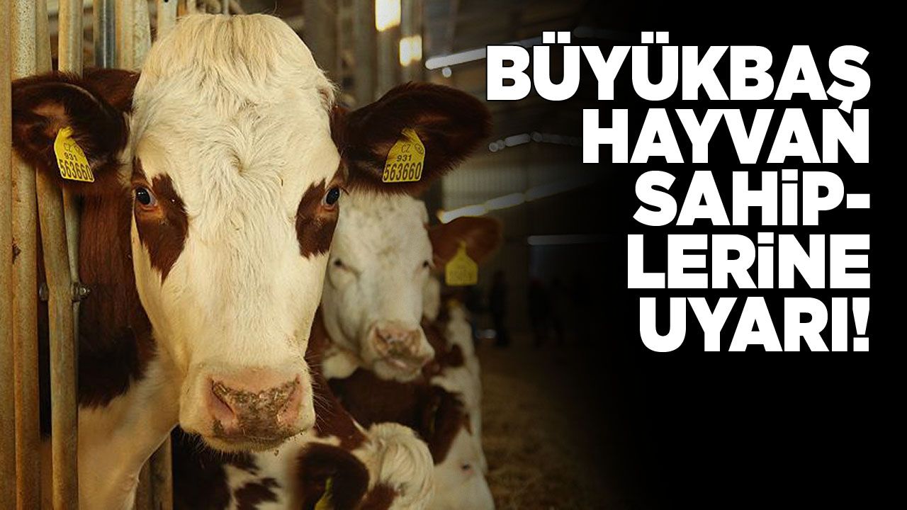 valilikbuyukbasuyari