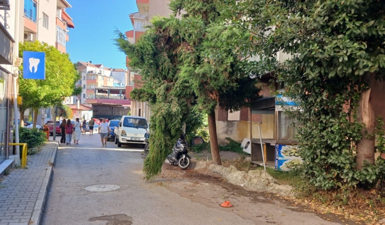 Kopmak üzere olan dal tehlike oluşturuyor