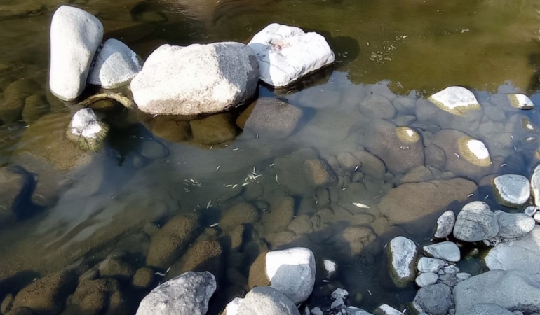 yesil-deresindeki-balik-olumleri-korkutuyor