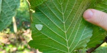 1-milyondan-fazla-samuray-arisi-dogaya-salindi