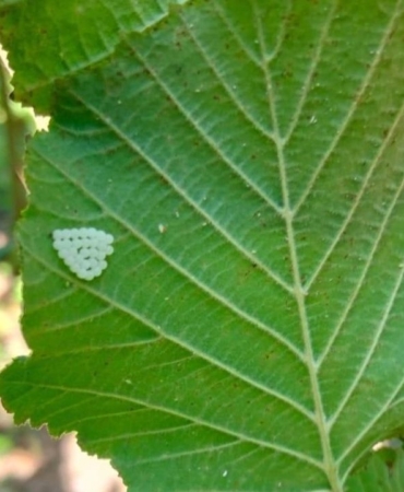 1-milyondan-fazla-samuray-arisi-dogaya-salindi