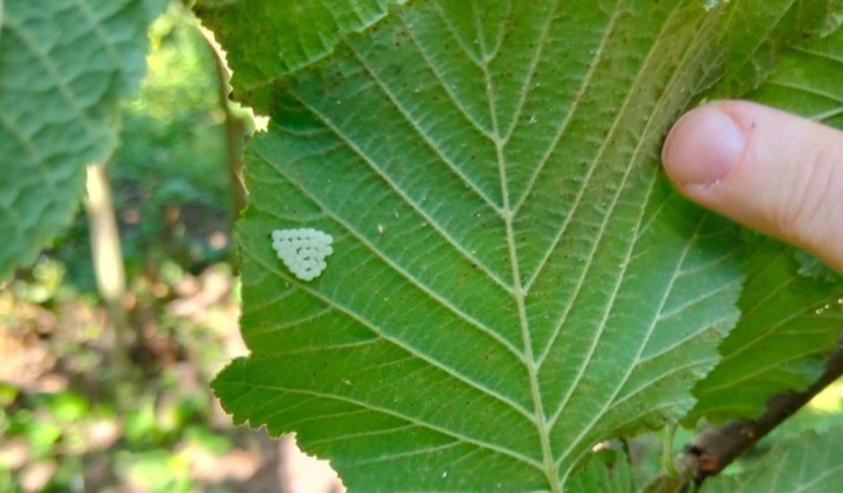 1-milyondan-fazla-samuray-arisi-dogaya-salindi