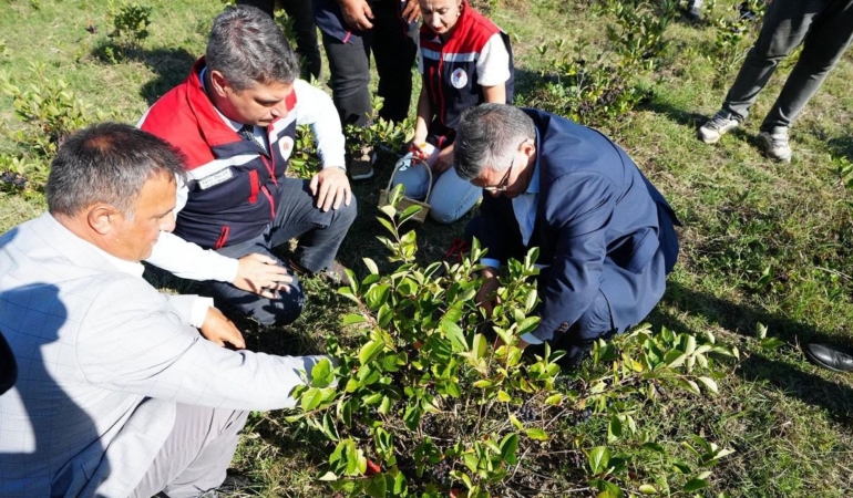 Sinop’ta aronya hasadı başladı