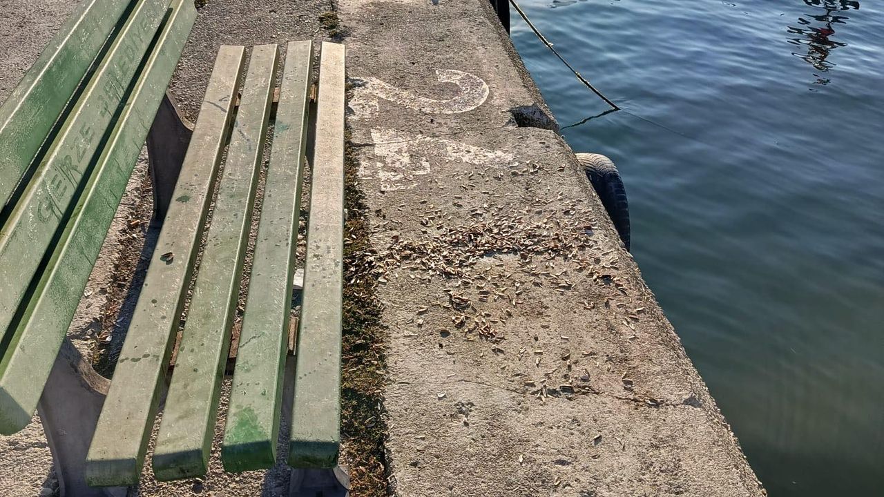 547907814-1227705026068028-4458529634158067818-n
