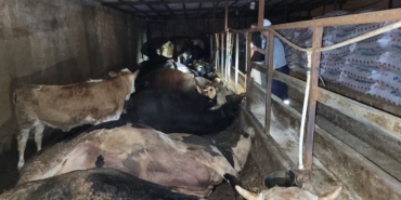 6-buyukbas-hayvan-elektrik-akimina-kapildi