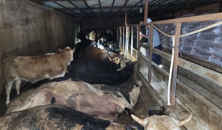 6-buyukbas-hayvan-elektrik-akimina-kapildi