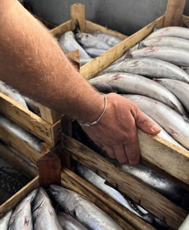 a-a-20250924-39210794-39210791-s-i-n-o-p-t-a-b-i-r-g-e-c-e-d-e-y-a-k-l-a-s-i-k-9-b-i-n-p-a-l-a-m-u-t-a-v-l-a-n-d-i