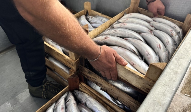 Sinop’ta balıkçılar 9 bin palamutla limana döndü