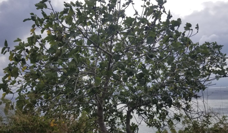 Sinop’ta fırtına hayatı olumsuz etkiledi