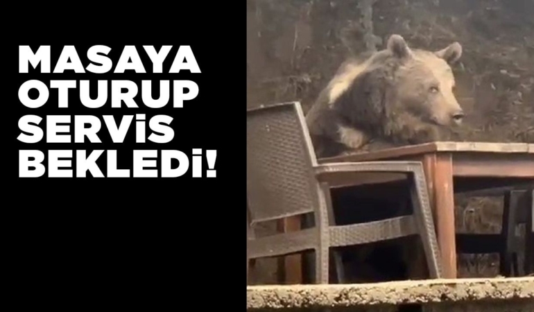 Lokantaya giren ayı masaya oturup servis bekledi