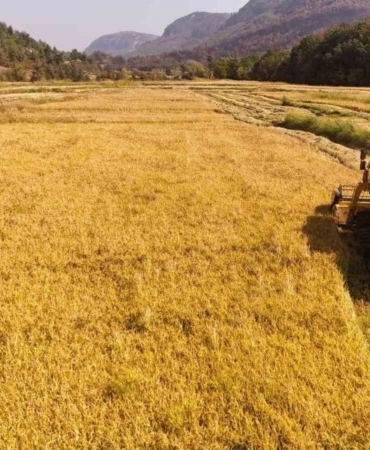 asiri-sicaklar-celtikte-verimliligi-dusurdu