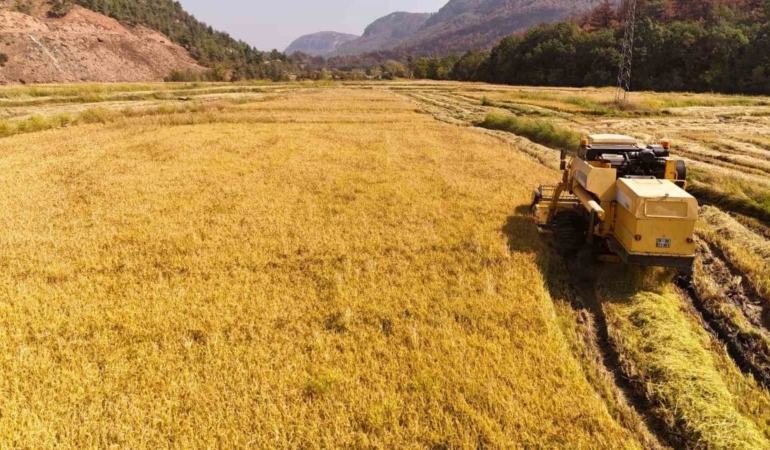 Aşırı sıcaklar çeltikte verimliliği düşürdü