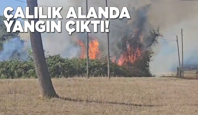 Sinop’ta çalılık alanda yangın paniği