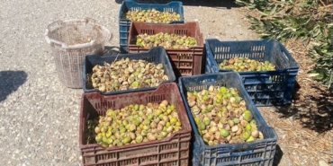 incir-hirsizlarina-sucustu