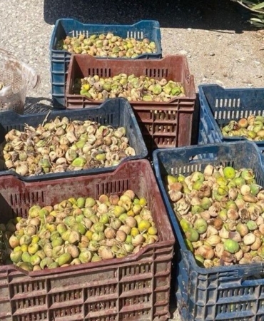 incir-hirsizlarina-sucustu