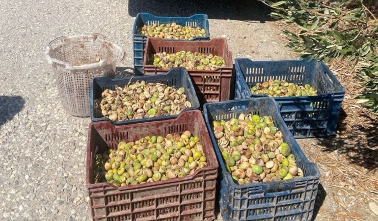 İncir hırsızlarına suçüstü