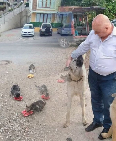 kenanaralsokakhayvanlari